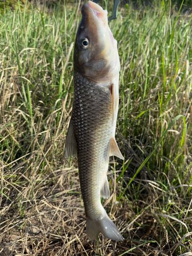 ニゴイの釣果