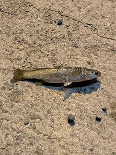 ボラの釣果