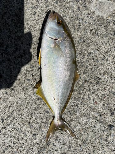 ショゴの釣果