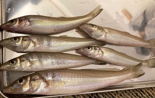 キスの釣果