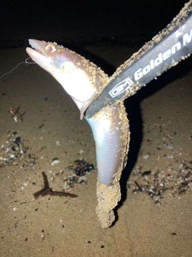アナゴの釣果