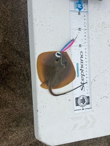 アカエイの釣果
