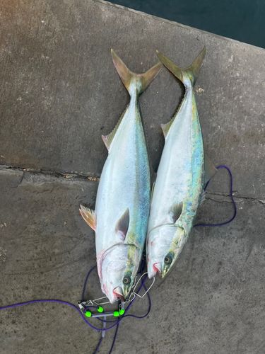 ワラサの釣果
