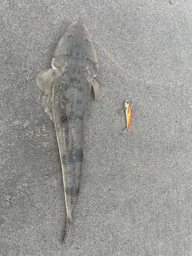 マゴチの釣果