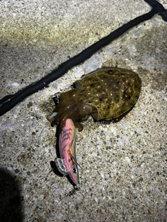 コウイカの釣果
