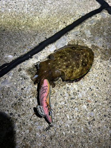 コウイカの釣果