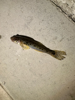 ハゼの釣果