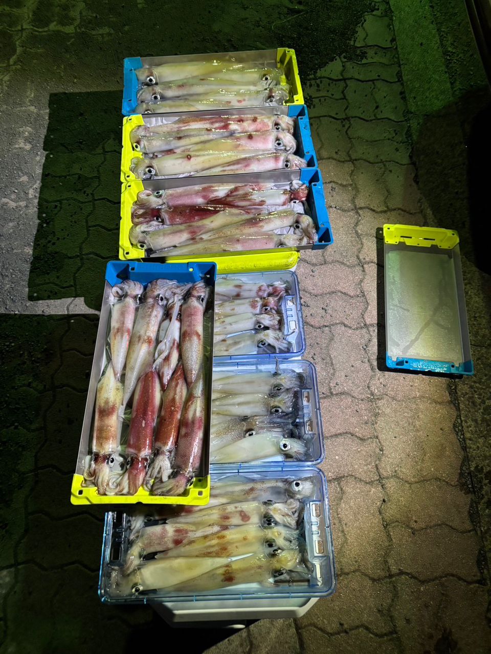 田畑良朗@なつき丸さんの釣果 2枚目の画像