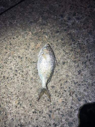 クロサギの釣果