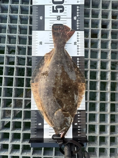 ヒラメの釣果