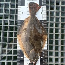 ヒラメ