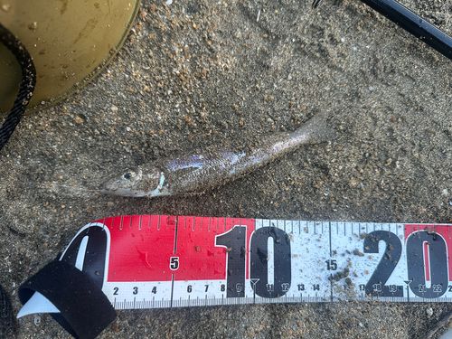キスの釣果