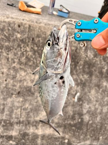 ソウダガツオの釣果