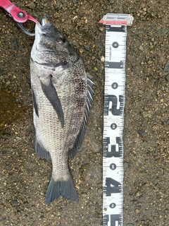 チヌの釣果