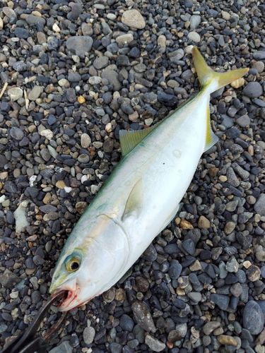 ワカシの釣果
