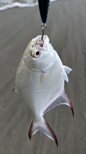 コバンアジの釣果