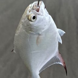 コバンアジ