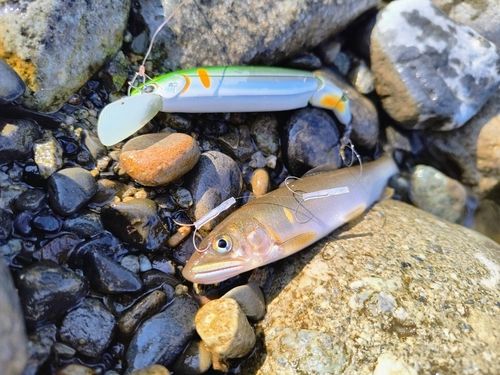 アユの釣果