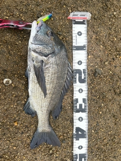 チヌの釣果