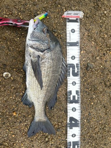 チヌの釣果
