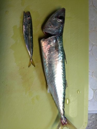 浜厚真漁港
