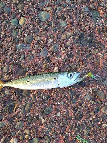 サバの釣果