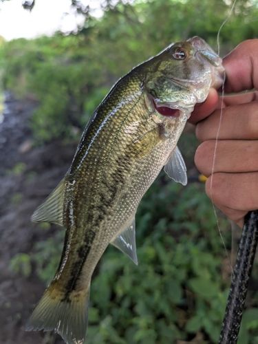 ブラックバスの釣果