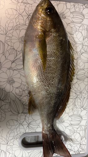 イサキの釣果