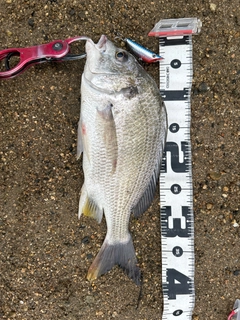 チヌの釣果