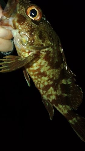 ガシラの釣果