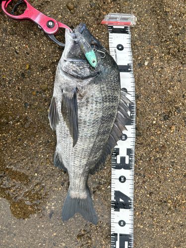 チヌの釣果