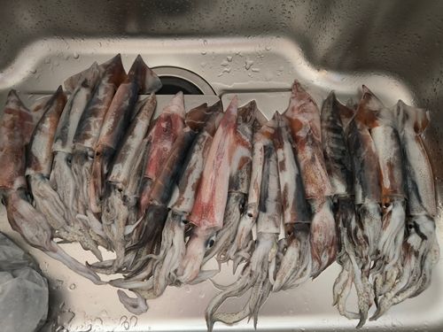 ケンサキイカの釣果
