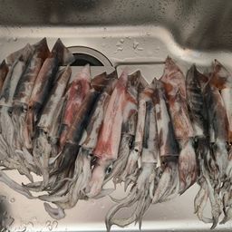 ケンサキイカ
