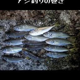 マアジ