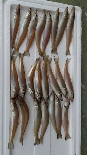 シロギスの釣果