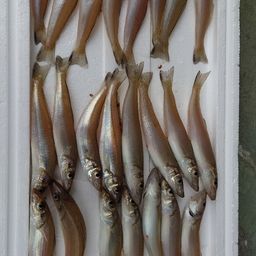 シロギス