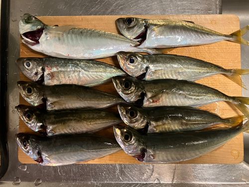 アジの釣果