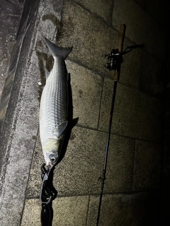ボラの釣果