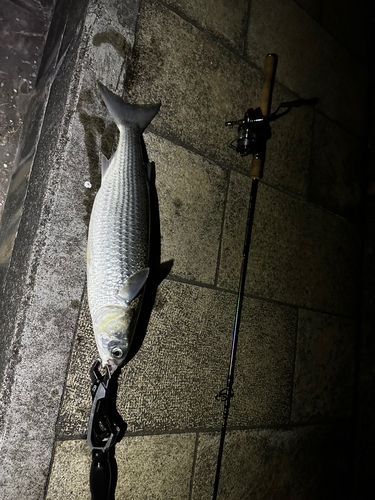 ボラの釣果