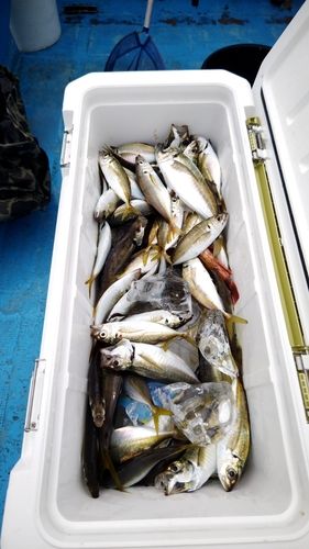 マアジの釣果