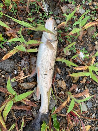 ウグイの釣果