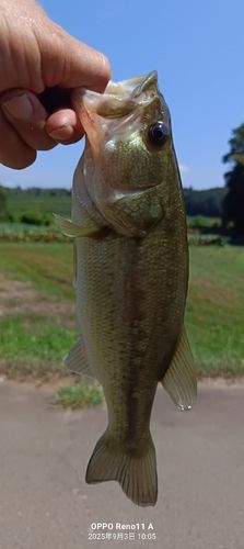 ブラックバスの釣果