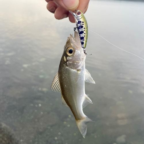 セイゴ（ヒラスズキ）の釣果