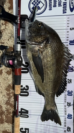 チヌの釣果