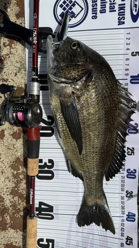チヌの釣果