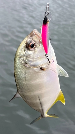メッキの釣果