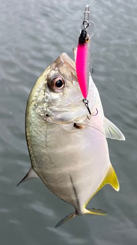 メッキの釣果