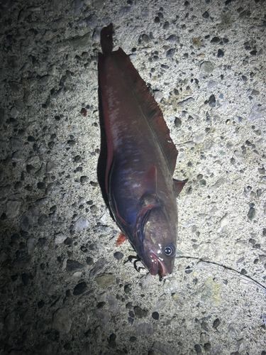 エゾイソアイナメの釣果