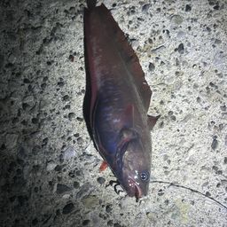 エゾイソアイナメ