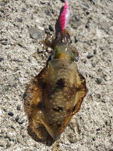 アオリイカの釣果